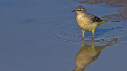 Dağ kuyruksallayanı
