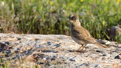 Türkistan çorak toygarı