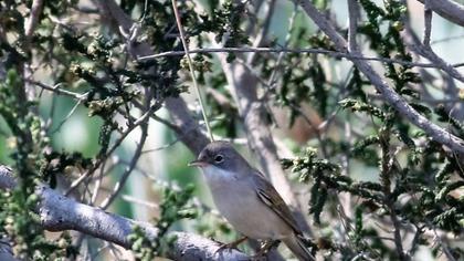 Akgerdanlı ötleğen