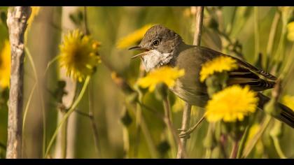 Akgerdanlı ötleğen