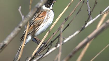 Bataklık Kirazkuşu