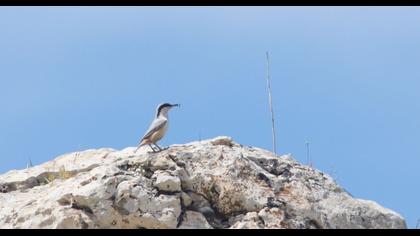 Büyük kaya sıvacısı