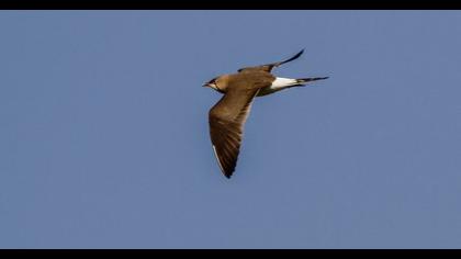 Bataklıkkırlangıcı