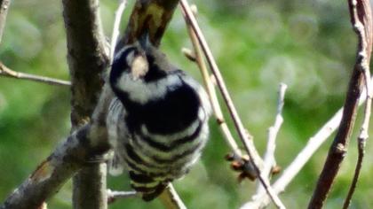 Küçük ağaçkakan