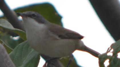 Küçük akgerdanlı ötleğen