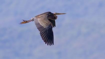 Erguvani balıkçıl