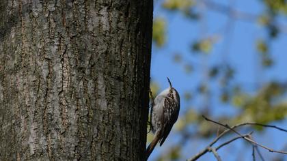 Bahçe tırmaşıkkuşu