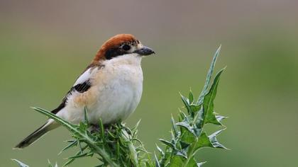 Kızılbaşlı örümcekkuşu