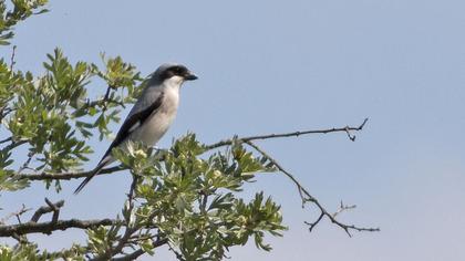 Karaalınlı örümcekkuşu