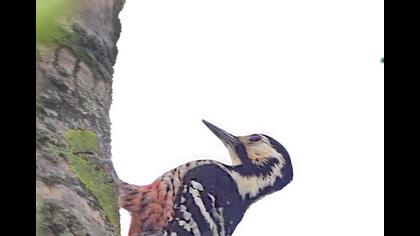 Aksırtlı ağaçkakan