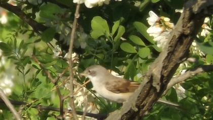 Akgerdanlı ötleğen