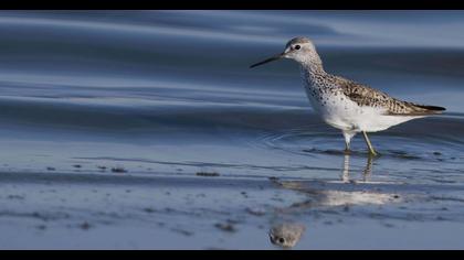 Bataklık düdükçünü