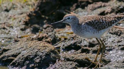 Orman düdükçünü