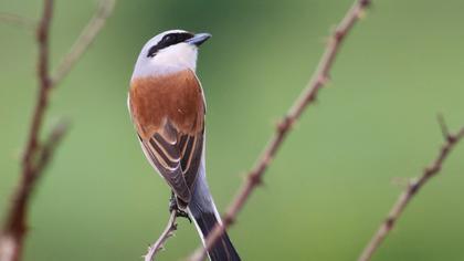 Kızılsırtlı örümcekkuşu