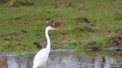 Büyük ak balıkçıl