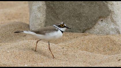 Halkalı küçük cılıbıt