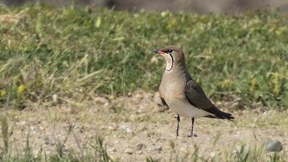 Bataklıkkırlangıcı