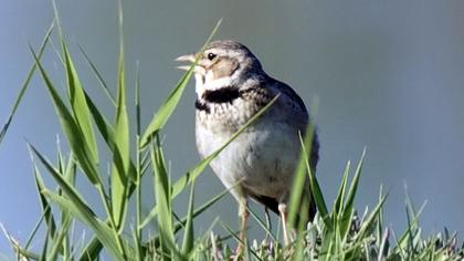 Calandra Lark