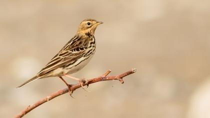 Kızılgerdanlı incirkuşu