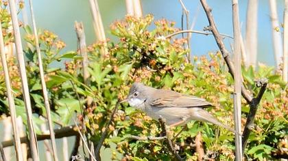 Akgerdanlı ötleğen