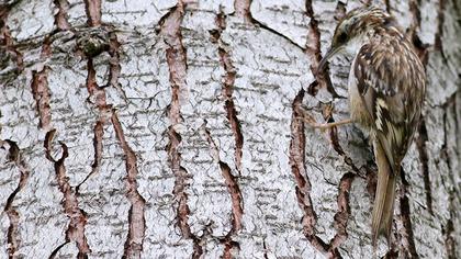 Bahçe tırmaşıkkuşu