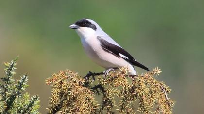 Karaalınlı örümcekkuşu