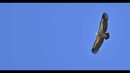 Griffon Vulture