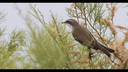 Küçük akgerdanlı ötleğen