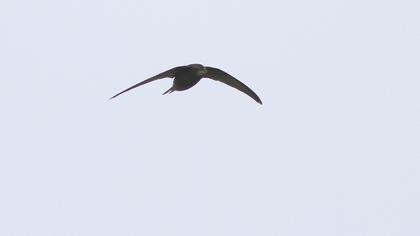 Common Swift