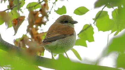 Kızılsırtlı örümcekkuşu