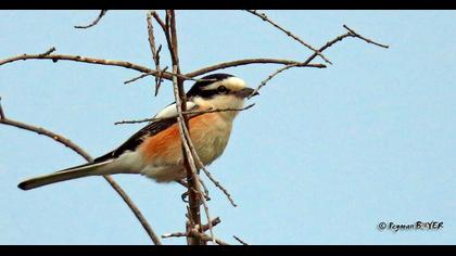 Maskeli örümcekkuşu