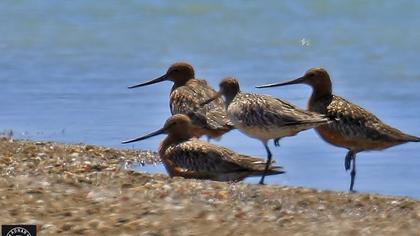 Kıyı çamurçulluğu