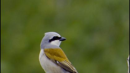 Kızılsırtlı örümcekkuşu