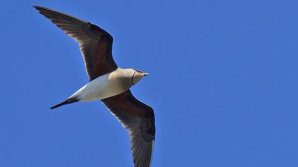 Bataklıkkırlangıcı
