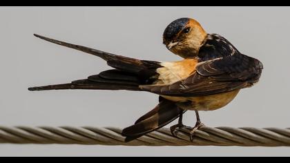 Kızıl kırlangıç