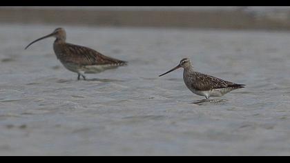 Kıyı çamurçulluğu
