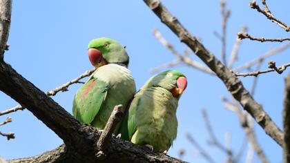 İskender papağanı