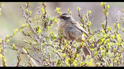 Sürmeli dağbülbülü