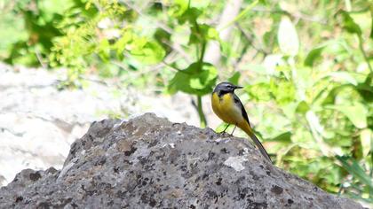 Dağ kuyruksallayanı