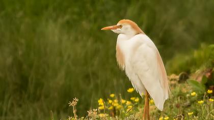 Sığır balıkçılı