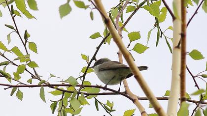 Küçük akgerdanlı ötleğen