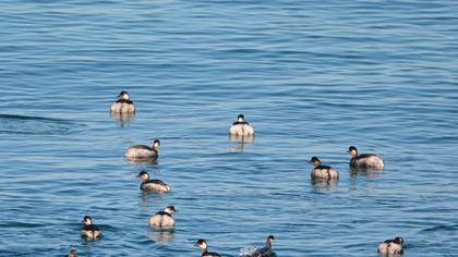 Karaboyunlu batağan