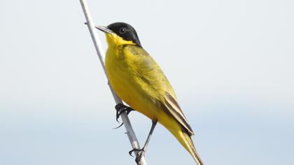 Sarı kuyruksallayan