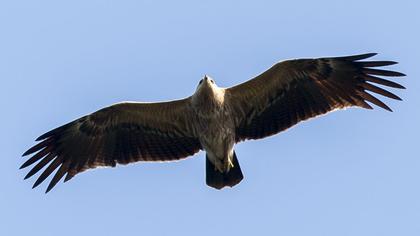 Küçük orman kartalı