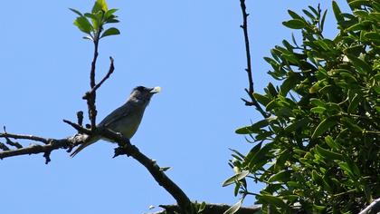 Karabaşlı ötleğen