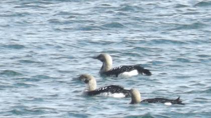 Karagerdanlı dalgıç