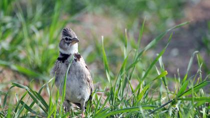 Küçük boğmaklı toygar