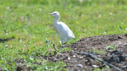 Sığır balıkçılı