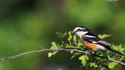 Maskeli örümcekkuşu