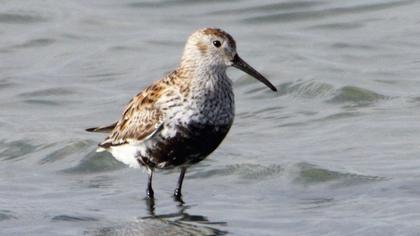 Karakarınlı kumkuşu